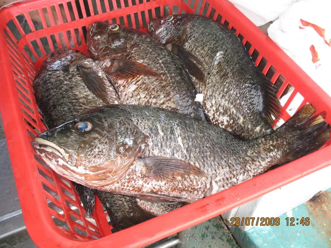 東龍島釣大魚 魚排海鮮餐 photo 7