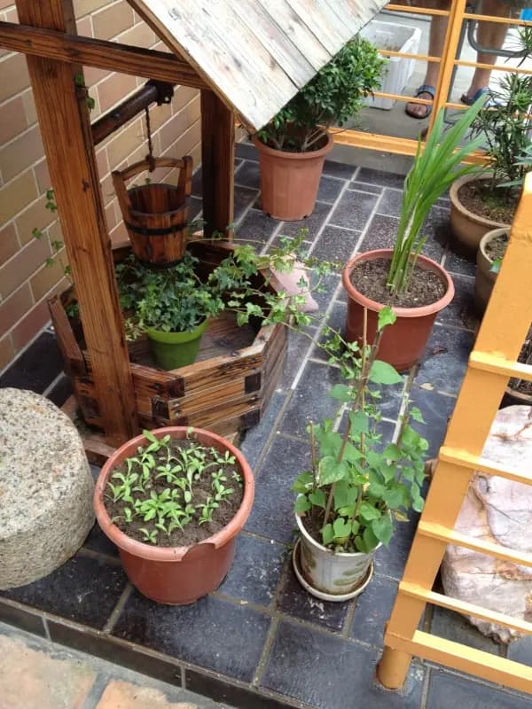 大澳仁興和記羅漢果茶 photo 4
