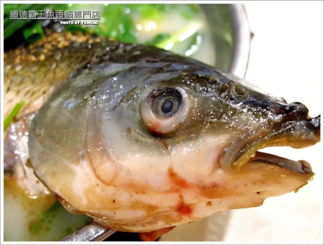 順德霸王魚頭鍋專門店 photo 2