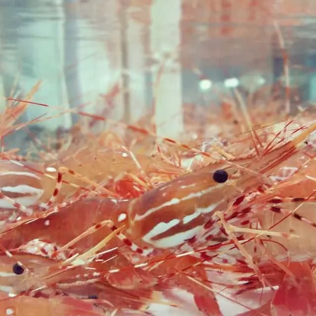 龍華海鮮 photo 2