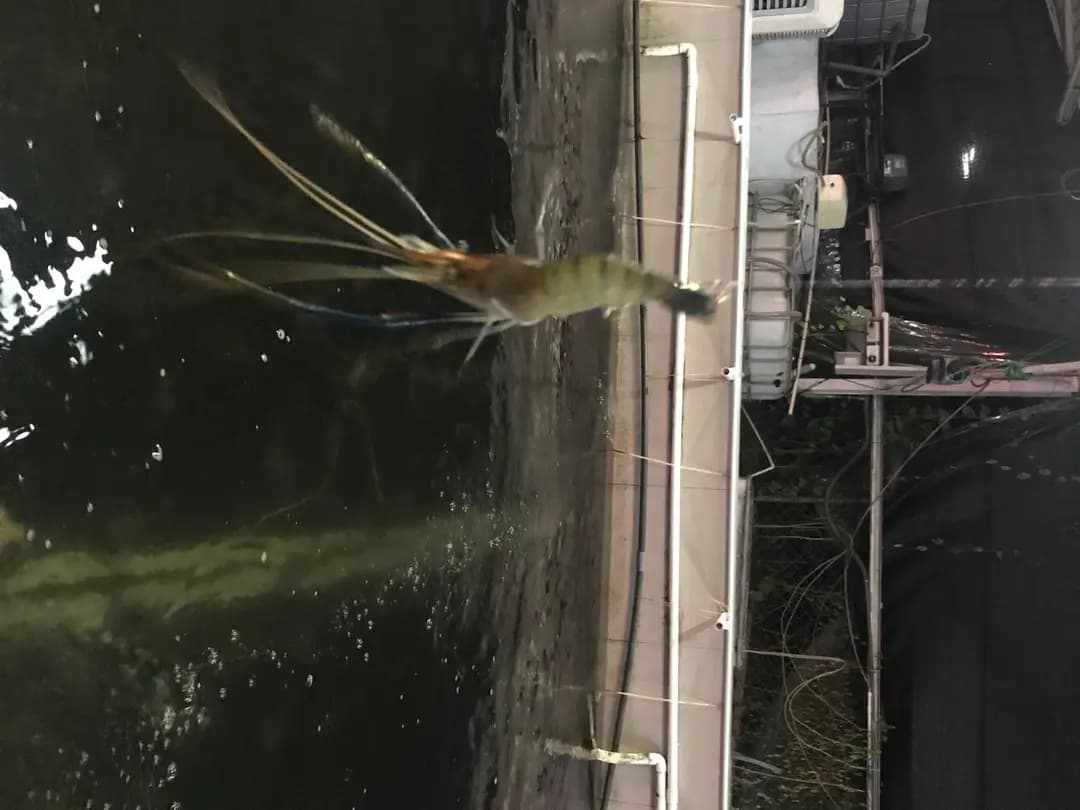 幸福山莊釣魚場 photo 6