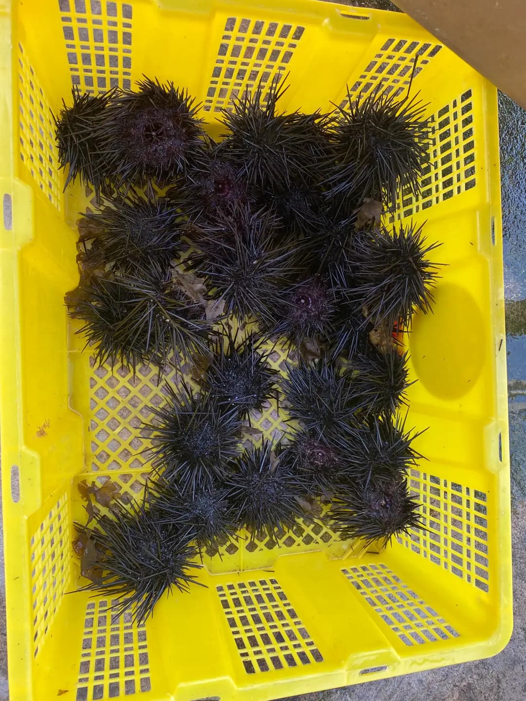 海膽養殖場海鮮菜館 photo 8
