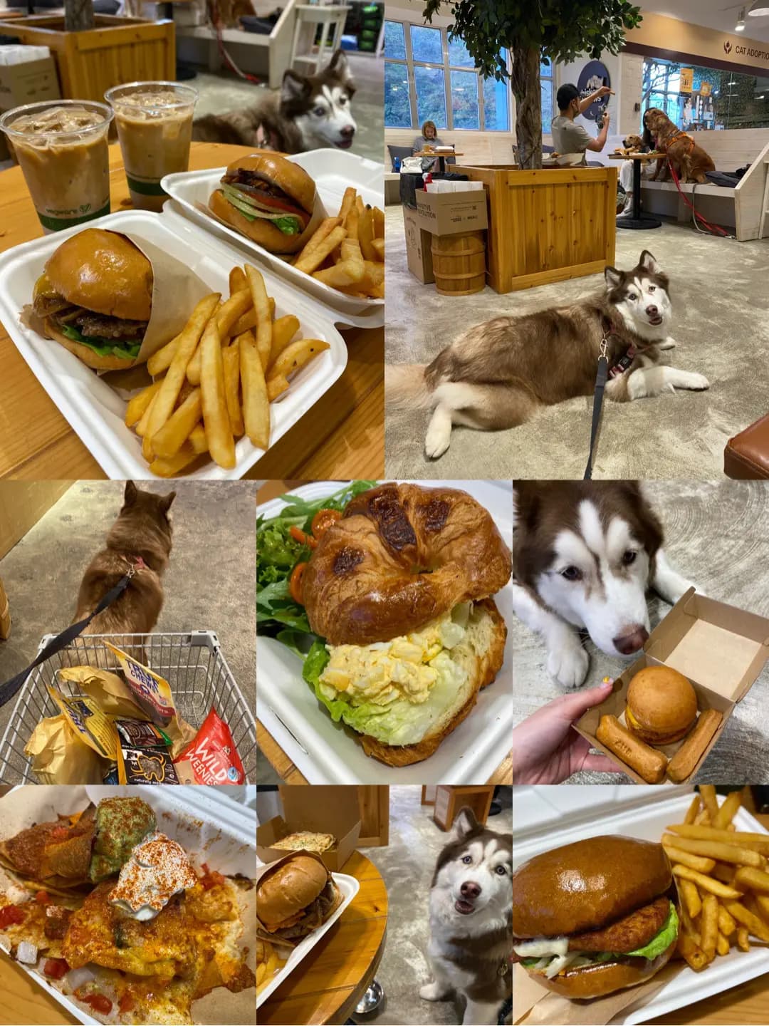 Whiskers N Paws Cafe photo 3