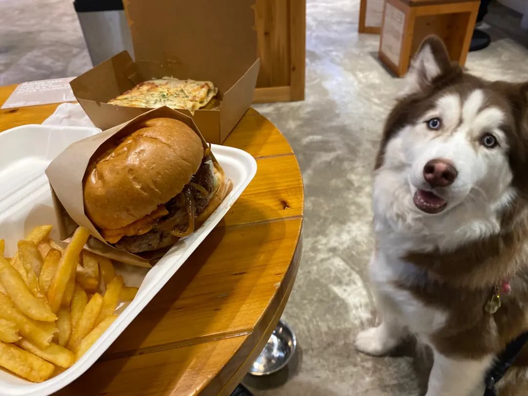 Whiskers N Paws Cafe photo 5