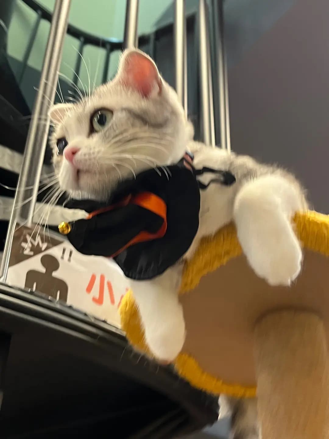 Paws Planet X Pet Pet 360 photo 5