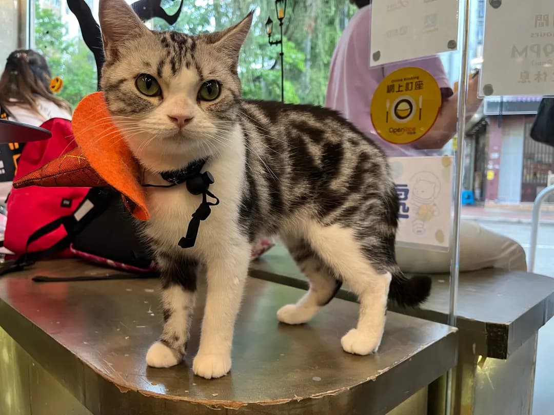 Paws Planet X Pet Pet 360 photo 6