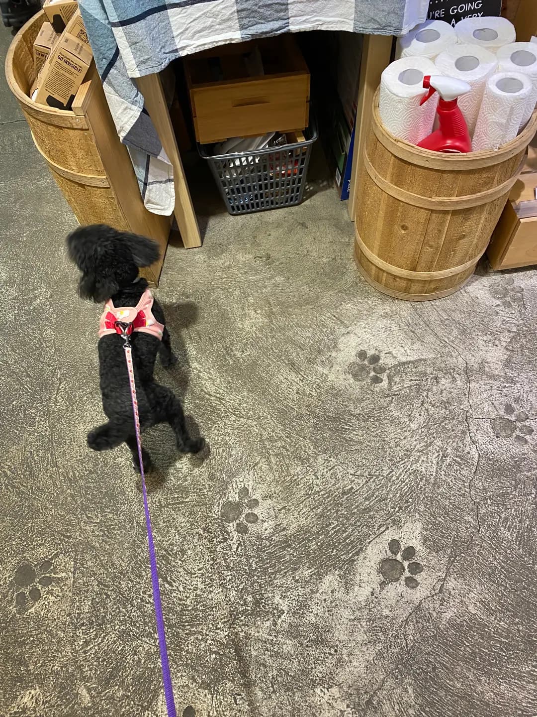 Whiskers N Paws Cafe photo 8
