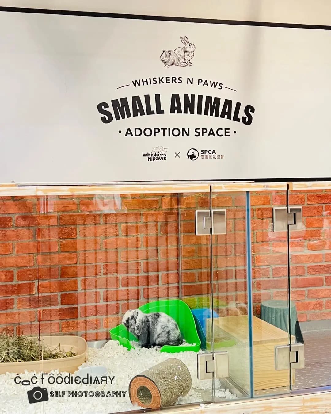 Whiskers N Paws Cafe photo 4