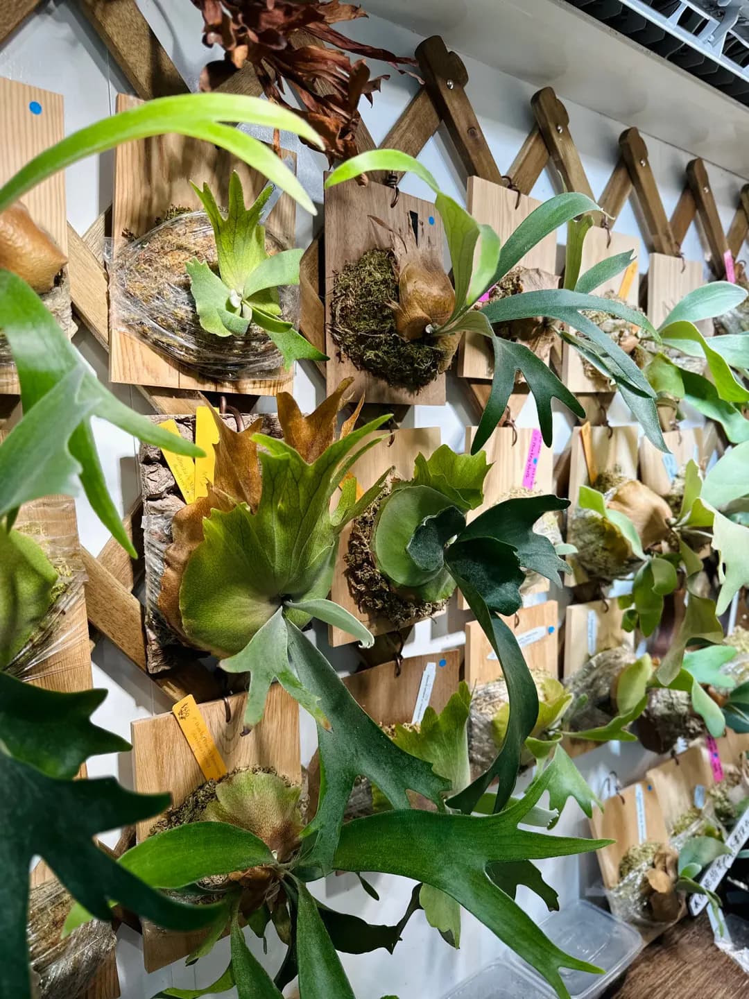 C. P. Cafe 鹿角樂園分店 photo 3