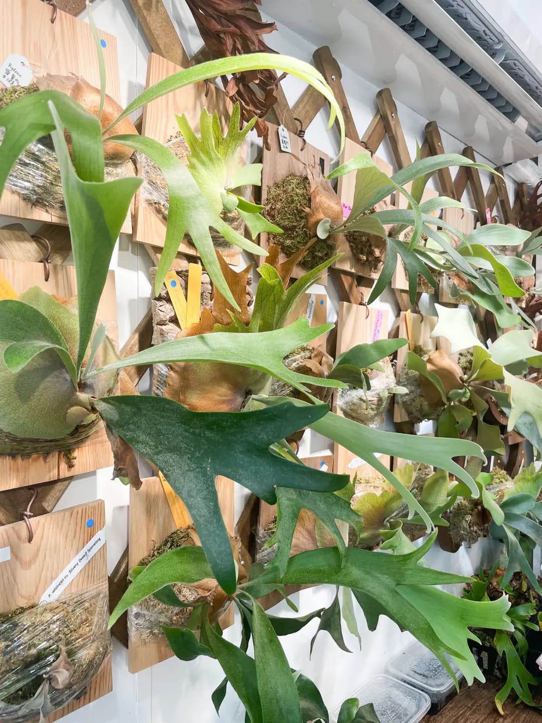C. P. Cafe 鹿角樂園分店 photo 6