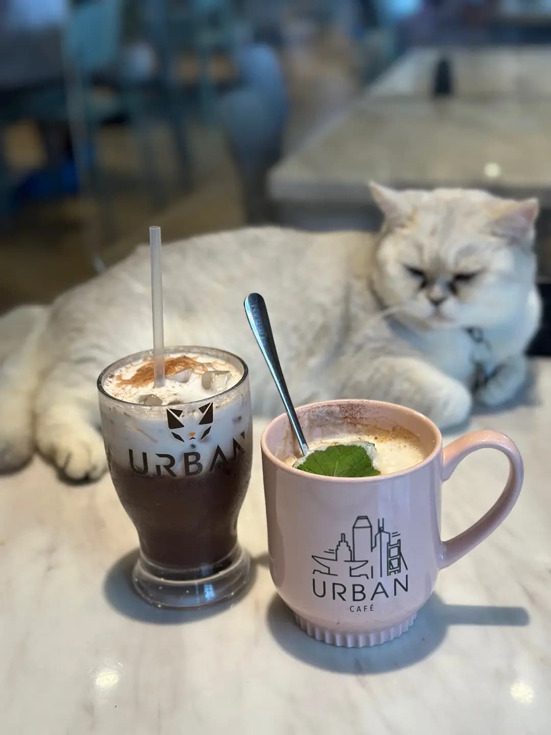 URBAN Cafe (駱駝漆大廈第一座) photo 5