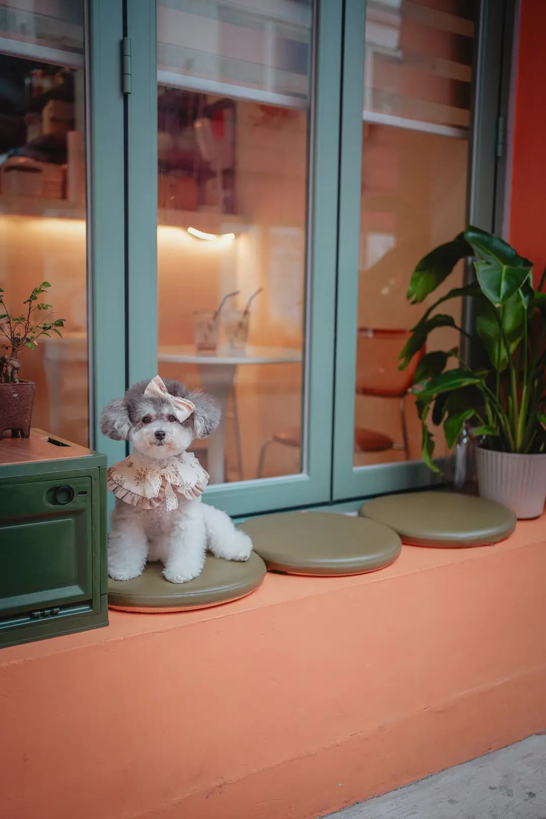 Cafe Pawsitive photo 3