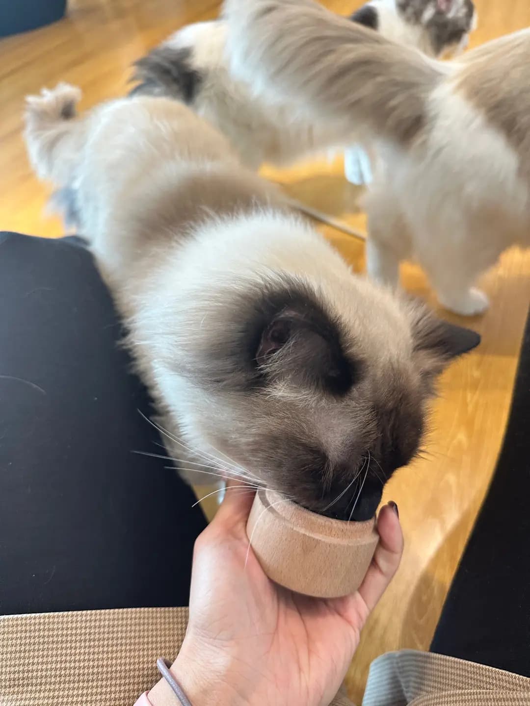 Meow Art Coffee photo 2