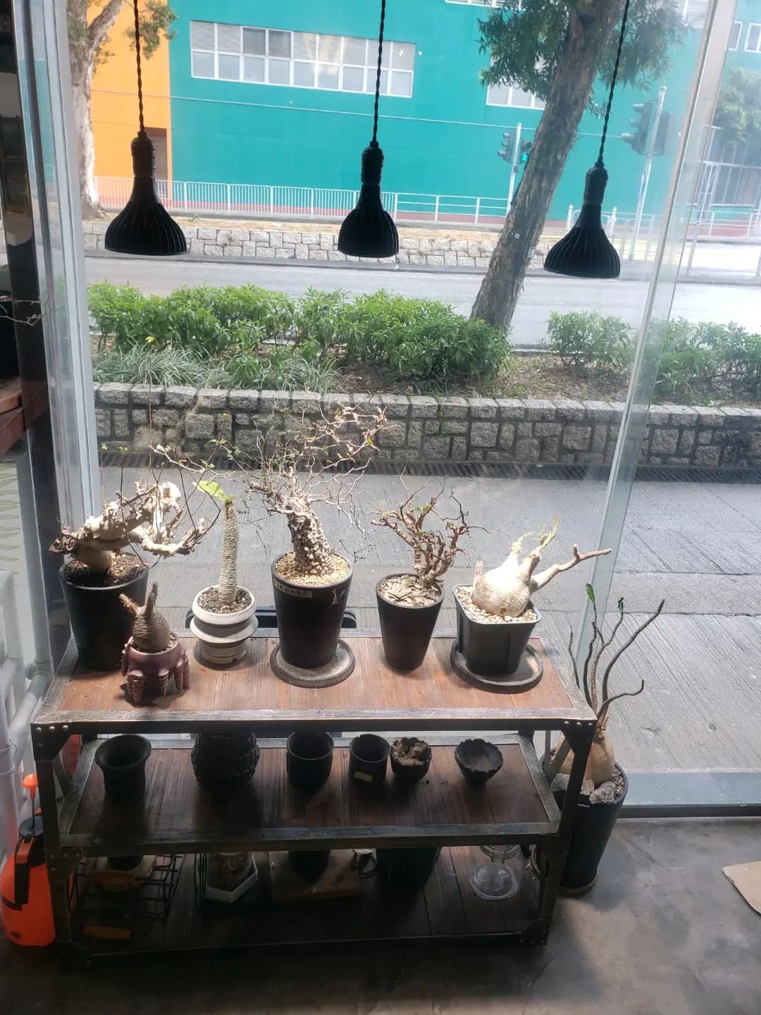 Spores photo 1