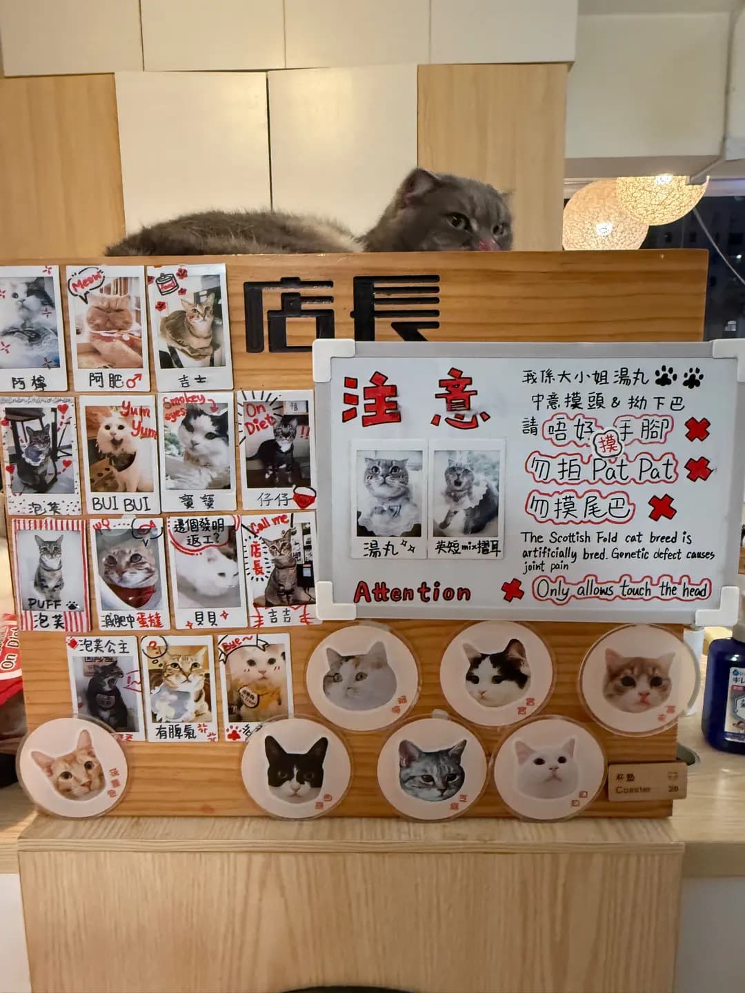 貓之茶房 (海防大廈) photo 3
