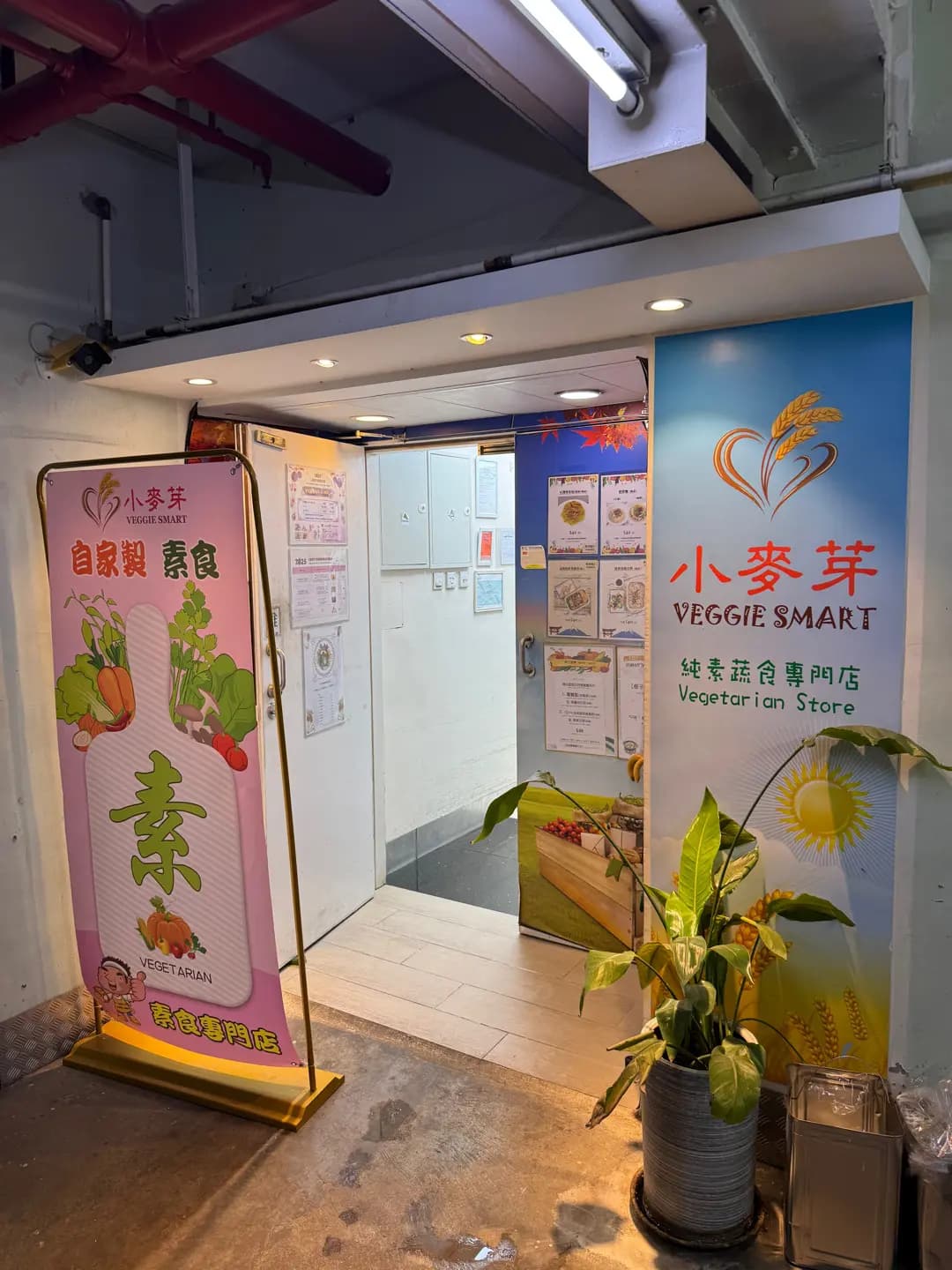 小麥芽 photo 4