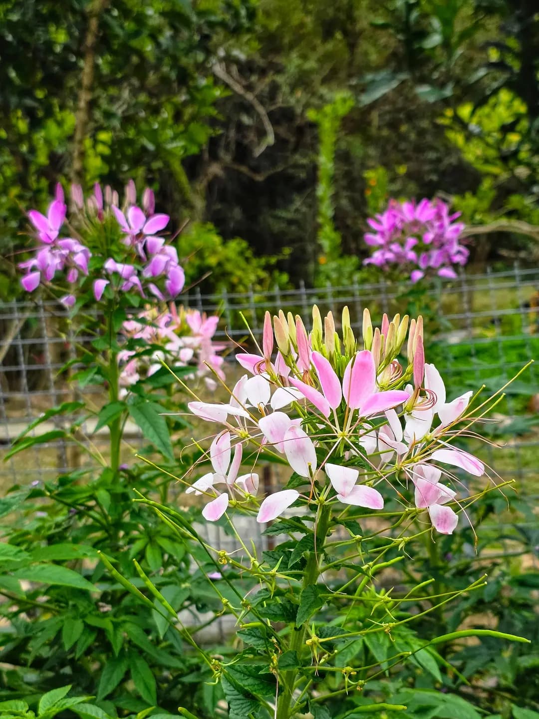 綠悠遊山莊 photo 8