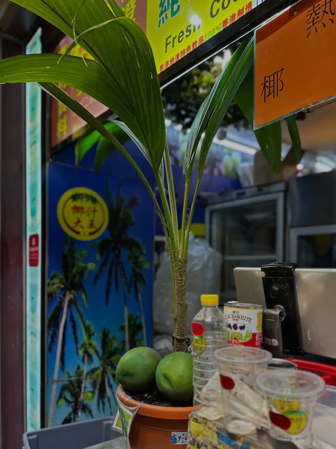 椰汁大王 photo 1